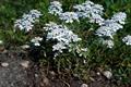 Rocket Candytuft